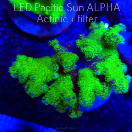 Pocillopora verrucosa YELLOW FLUO (22.01.2025)  7cm