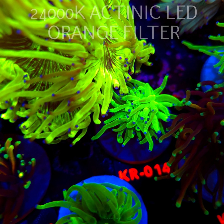 Euphyllia glabrescens Aussie HULK TORCH (04.04.2026) KR-014