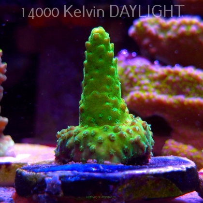 Acropora sp. AUSTRALIA (24.05.2025) L2-I-9  4cm