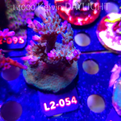 Acropora sp. AUSTRALIA (19.03.2026) L2-054  9cm