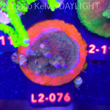 Acropora sp AUSTRALIA (12.11.2025) L2-076  3cm