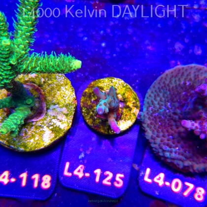 Acropora sp. AUSTRALIA (06.01.2026) L4-125  3cm