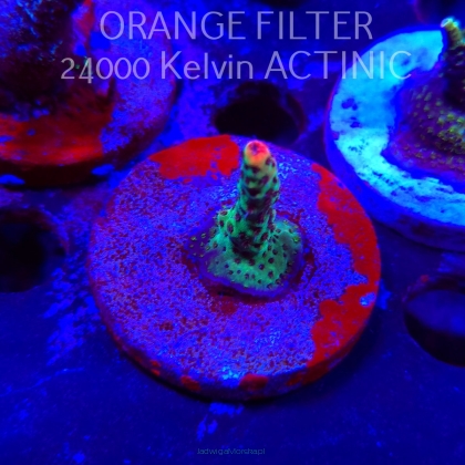 Acropora FOREST FIRE (21.06.2025) L4-II-11  4cm