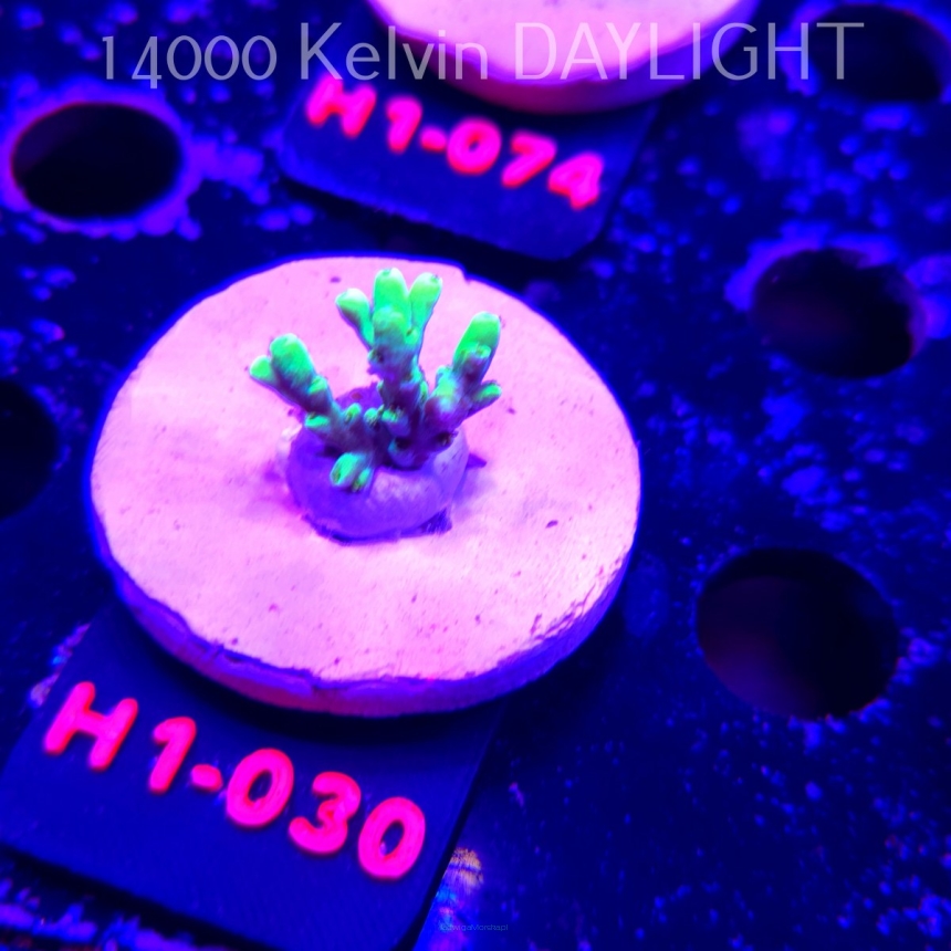 Acropora ACULEUS HIGHLIGHTER SSA (20.06.2026) H1-030  2cm