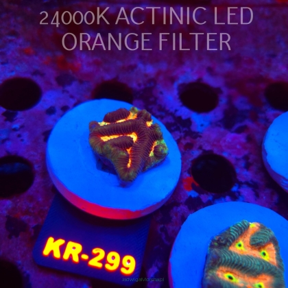 Platygyra LAVA Maze Brain Coral (19.09.2026) KR-299  3cm