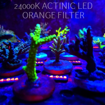 Acropora MILLEPORA SUNSET  (19.05.2026) L4-045  5cm