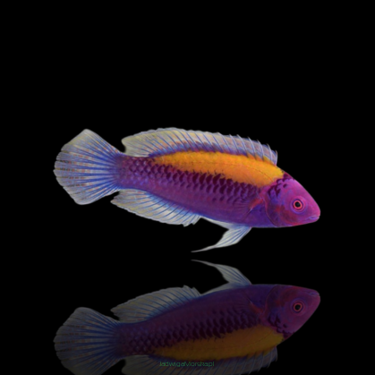 Cirrhilabrus aurantidorsalis 6-8 cm