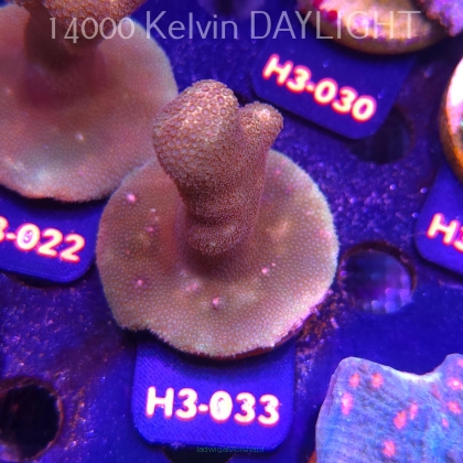 Porites cylindrica YELLOW (01.06.2026) H3-033  7cm
