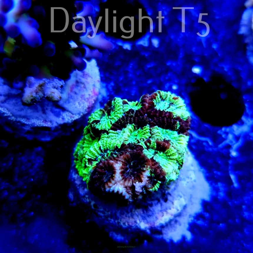 Favites spp. AUSTRALIA (15.08.2021) MM2-I-16  3cm