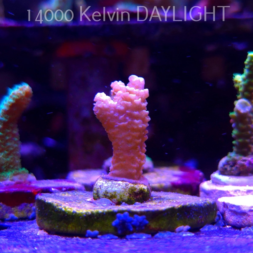 Acropora sp. AUSTRALIA (21.06.2025) L4-I-17  4cm