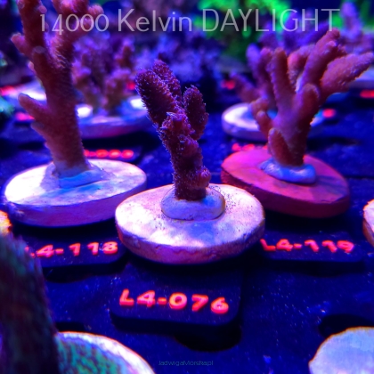 Acropora sp. PREMIUM AUSTRALIA (19.05.2026) L4-076  5cm