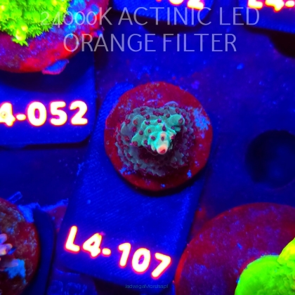 Acropora sp. AUSTRALIA (06.01.2026) L4-107  3cm