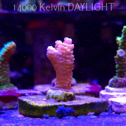 Acropora sp. AUSTRALIA (21.06.2025) L4-I-17  4cm