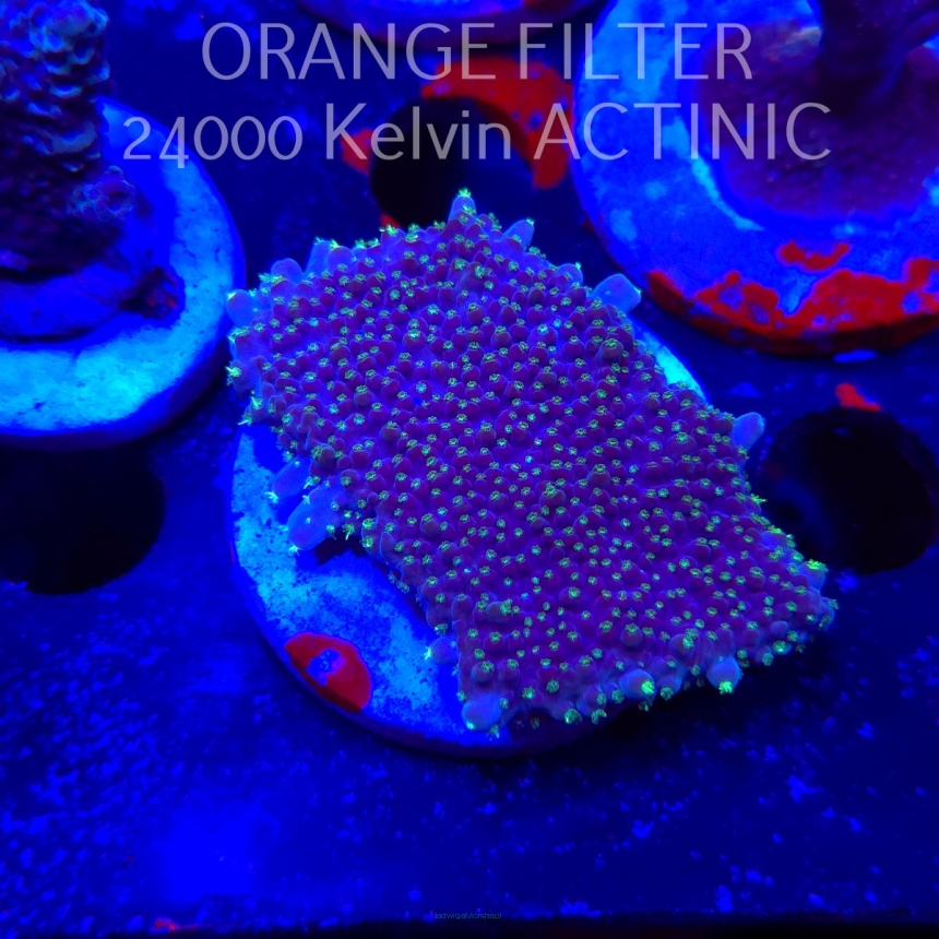 Acropora efflorescens TABLE ACRO (19.06.2025) L3-iI-8  7cm