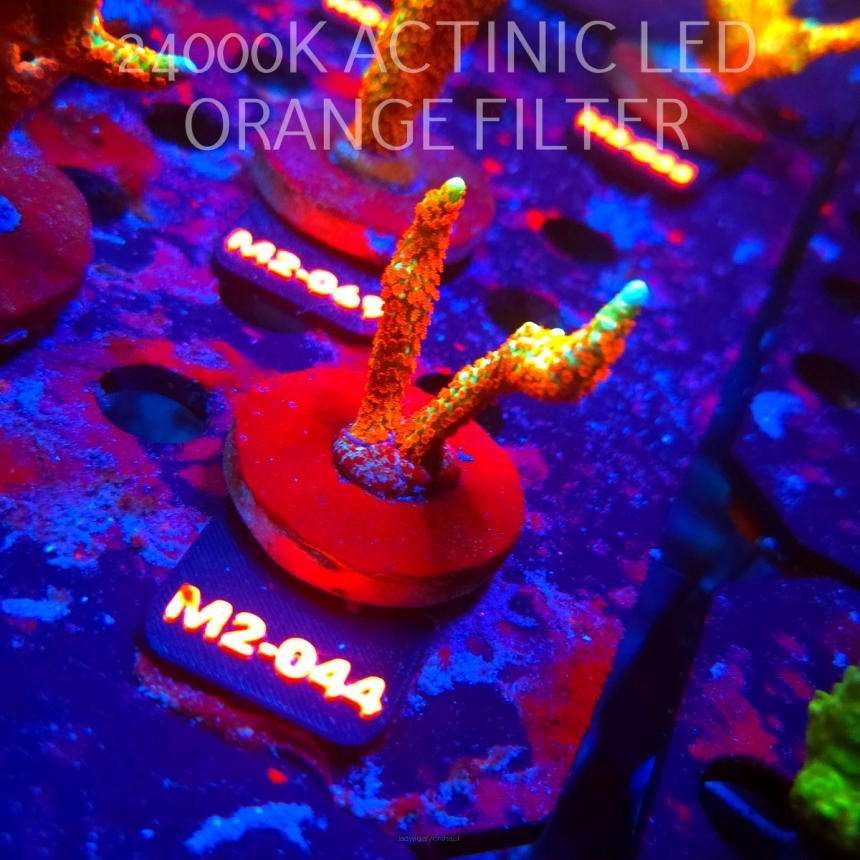 Montipora samarensis BUBBLEGUM (12.04.2026) M2-044  5cm