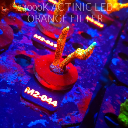 Montipora samarensis BUBBLEGUM (12.04.2026) M2-044  5cm