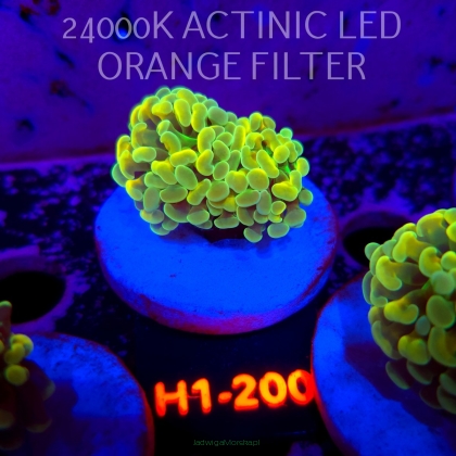 Euphyllia paraancora AUSSIE GREEN HOLOGRAM HAMMER (01.07.2026) H1-200