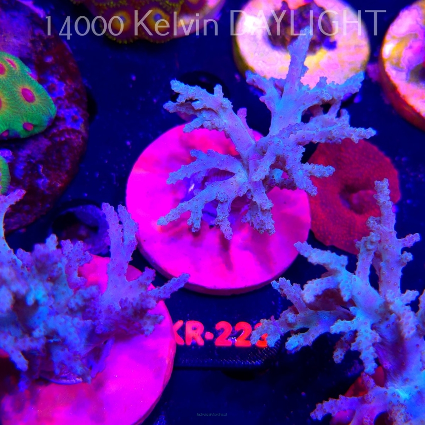 Stereonephthya sp. (03.04.2026) KR-223  8cm