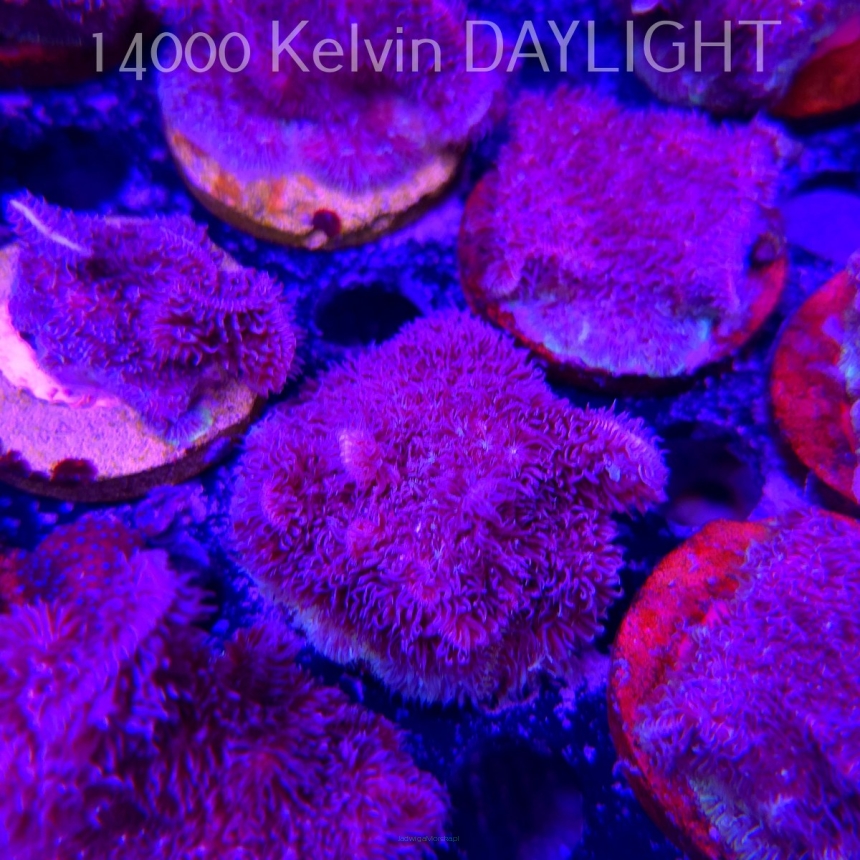 Pavona decussata (19.09.2025)  5cm