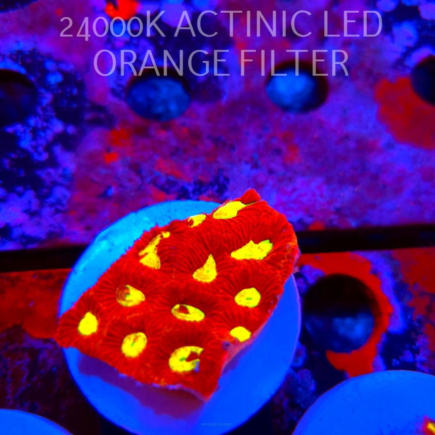 Favia CORAL SEA (17.09.2026) KR-249  5cm