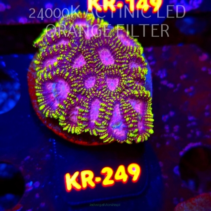 Favia WWC SPACE MONKEY (18.07.2026) KR-249  6cm