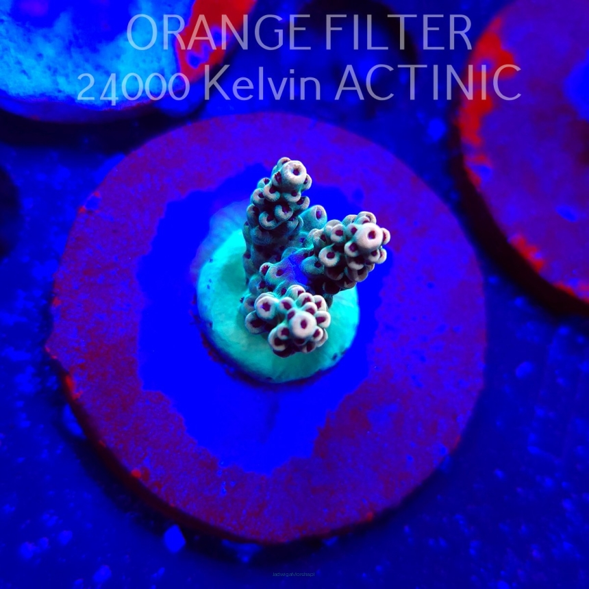 Acropora Jason Fox's Fox Flame Acro (19.06.2025) L3-I-14  3cm