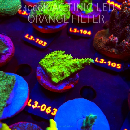 Acropora humilis URANIUM (11.09.2026) L3-063  5cm