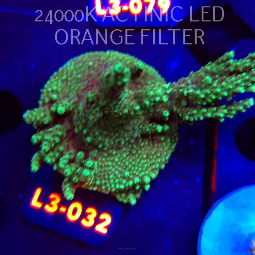 Acropora sp. PREMIUM AUSTRALIA (09.05.2026) L3-032  8cm