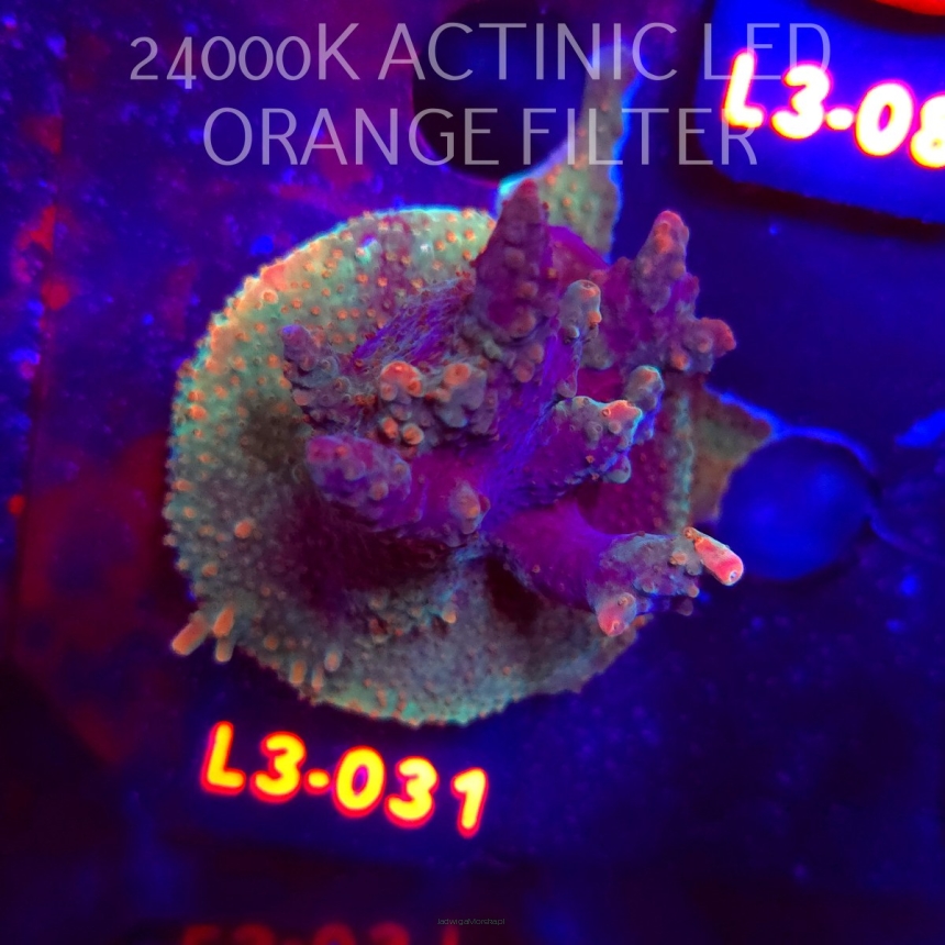 Acropora JMC RAINBOW PRINCESS Signature Frag (04.01.2026) L3-031  6cm