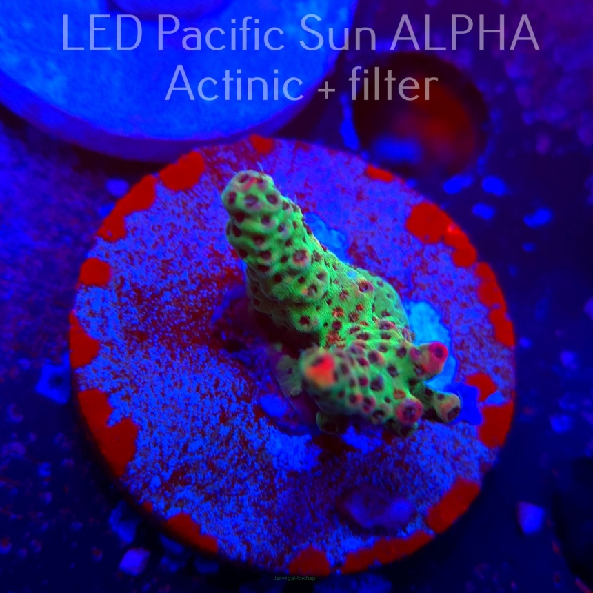 Acropora FOREST FIRE (02.02.2025) L3-I-18  4cm