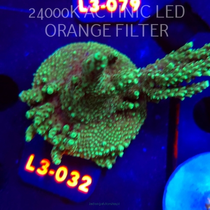 Acropora sp. PREMIUM AUSTRALIA (09.05.2026) L3-032  8cm