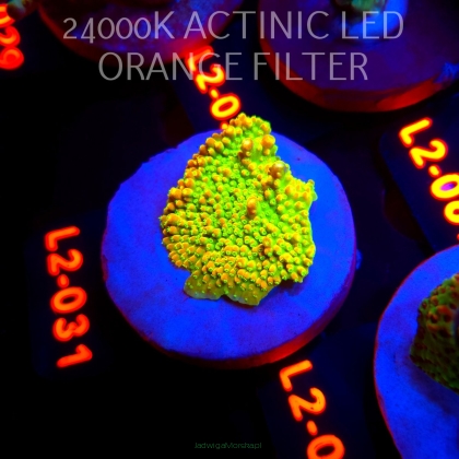 Acropora RR RAINBOW LOOM (14.08.2026) L2-031  4cm