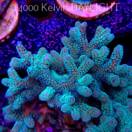 Seriatopora guttatus (18.05.2025)  10cm