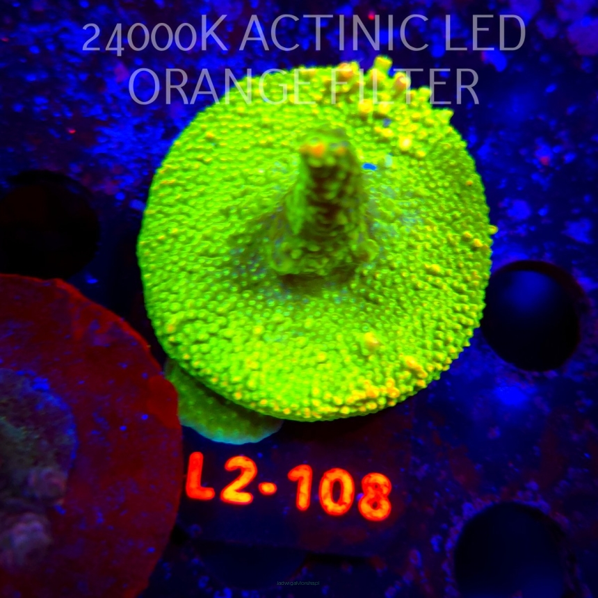 Acropora RR RAINBOW LOOM  (19.03.2026) L2-108  5cm