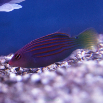Pseudocheilinus hexataenia rozmiar 4-5cm