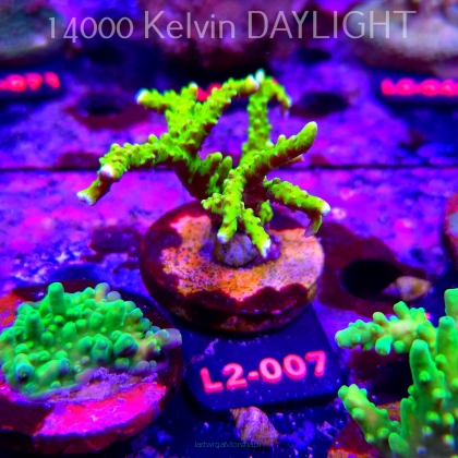 Anacropora WWC SLIMEBALL (18.03.2026) L2-007  7cm