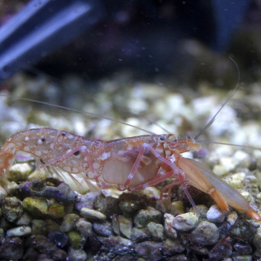 Alpheus sp. (Krewetka pistoletowa) 4-6cm