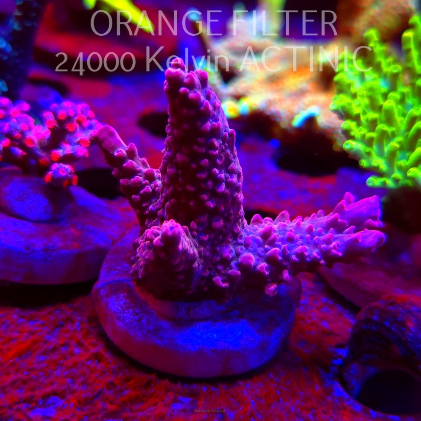Acropora BLUE POLYP BLEEDING STRAWBERRY (08.05.2025) MM1-II-14  5cm