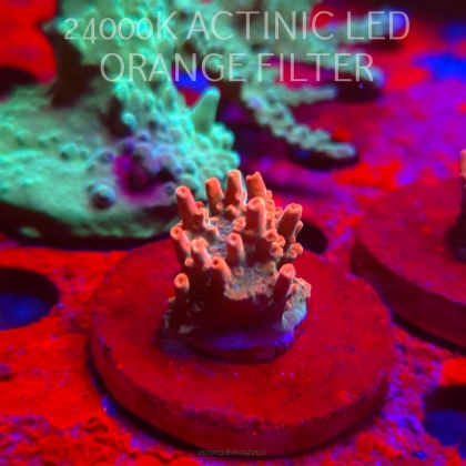 Acropora JMC SPECIAL RED (06.11.2025) MM1-II-7  3cm