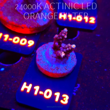 Acropora sp. PREMIUM (24.05.2026) H1-013  3cm