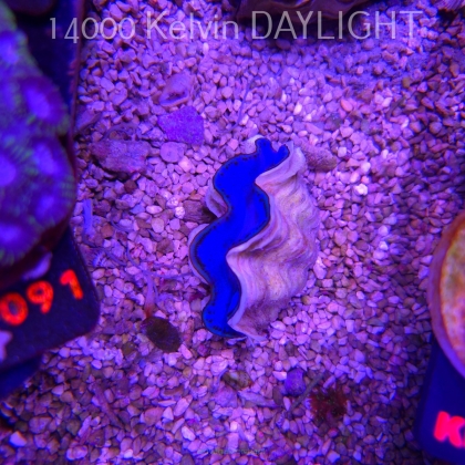  Tridacna MAXIMA ULTRA (19.09.2026)  5cm