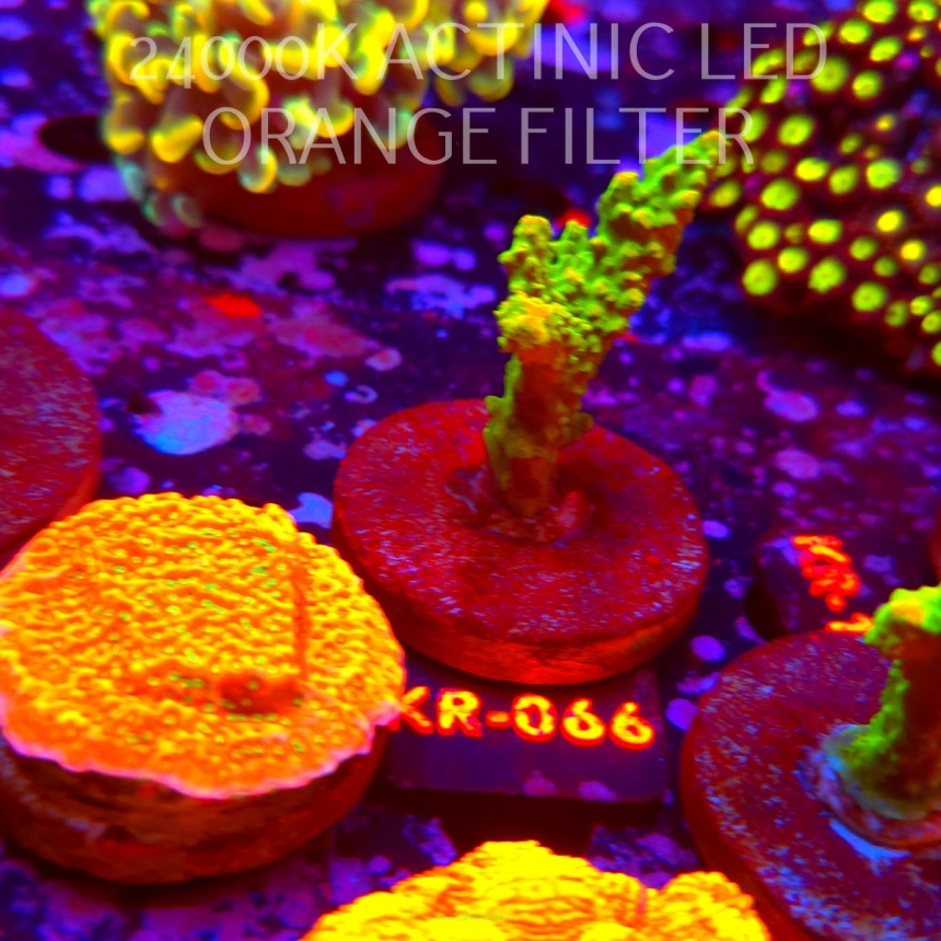 Acropora divaricata JOES MANGO GARDEN (21.06.2026) KR-066  7cm
