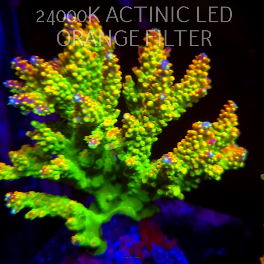 Acropora divaricata JOES MANGO GARDEN (13.02.2026) H1  12cm