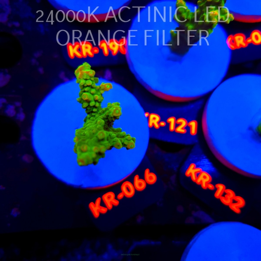 Acropora divaricata JOES MANGO GARDEN (21.04.2026) KR-066  5cm