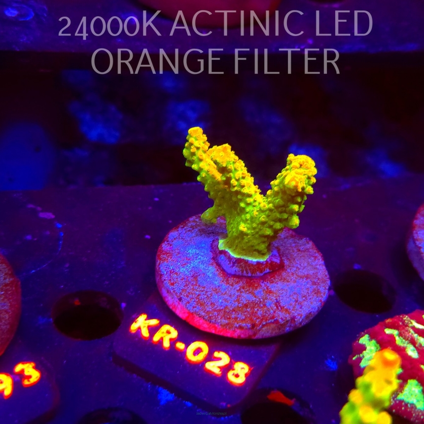 Acropora divaricata JOES MANGO GARDEN (07.12.2025) KR-028  5cm