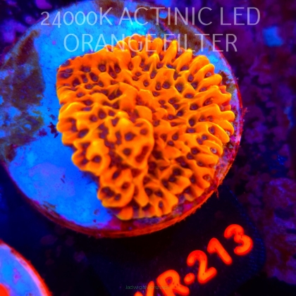 Montipora danae CRAZY T (20.07.2026) KR-213  4cm