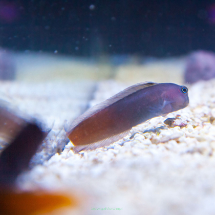 Ecsenius bicolor 4-5 cm