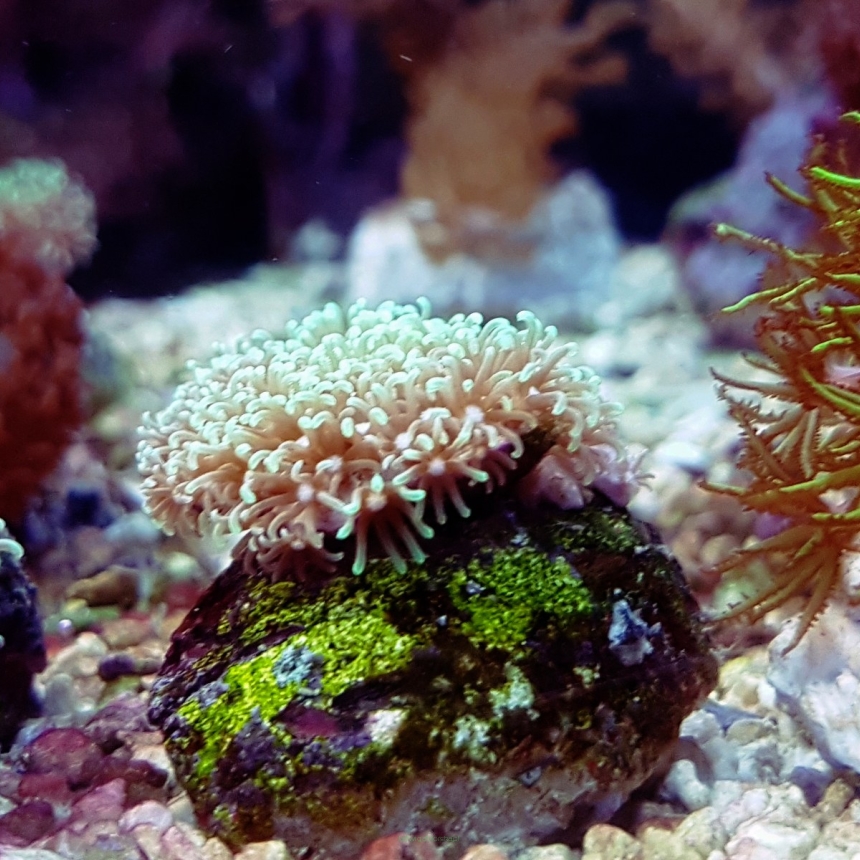 Briareum sp. FLUO