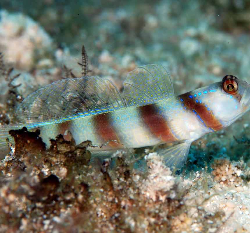 Amblyeleotris steinitzi rozmiar 4 cm