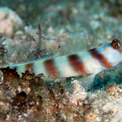 Amblyeleotris steinitzi rozmiar 4 cm